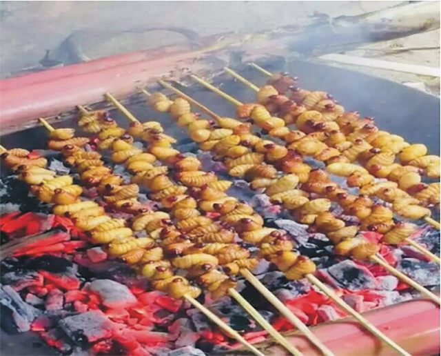 Loài lạ trông béo núc, ngoe nguẩy, hóa ra là đặc sản hiếm - Hình 8 Loai la trong beo nuc, ngoe nguay, hoa ra la dac san hiem-Hinh-8
