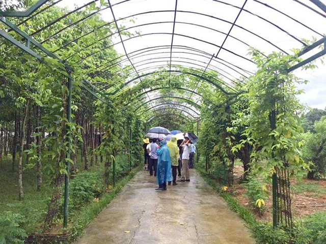 Ngôi làng Việt Nam trước nghèo đói, nay thu nhập tăng gần 8 lần - Hình 4 Ngoi lang Viet Nam truoc ngheo doi, nay thu nhap tang gan 8 lan-Hinh-4