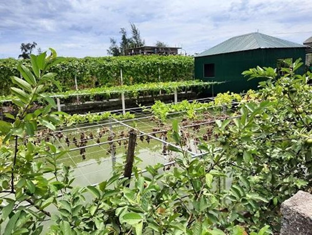 Ngôi làng Việt Nam trước nghèo đói, nay thu nhập tăng gần 8 lần - Hình 7 Ngoi lang Viet Nam truoc ngheo doi, nay thu nhap tang gan 8 lan-Hinh-7
