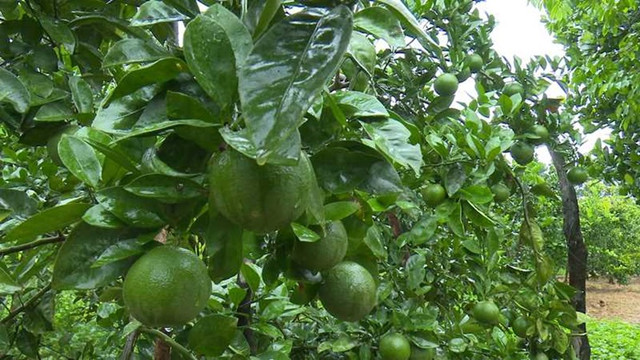 Ngôi làng Việt Nam trước nghèo đói, nay thu nhập tăng gần 8 lần - Hình 5 Ngoi lang Viet Nam truoc ngheo doi, nay thu nhap tang gan 8 lan-Hinh-5