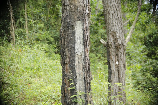Hàng trăm cây thông ở Quảng Nam bị kẻ xấu khoan lỗ, đổ hóa chất đầu độc - Hình 10 Hang tram cay thong o Quang Nam bi ke xau khoan lo, do hoa chat dau doc-Hinh-10