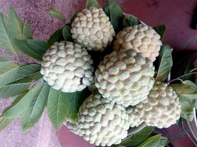 Loại na đặc biệt ở Hải Phòng, dân buôn về tận vườn canh mua Loai na dac biet o Hai Phong, dan buon ve tan vuon canh mua