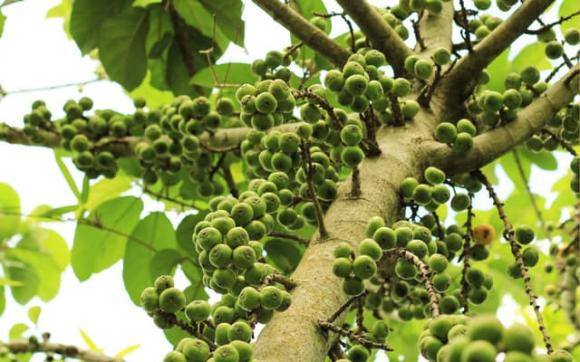 Loại quả nên bày lên ban thờ để hút may mắn, tài lộc - Hình 8 Loai qua nen bay len ban tho de hut may man, tai loc-Hinh-8