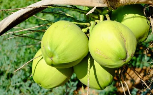 Loại quả nên bày lên ban thờ để hút may mắn, tài lộc - Hình 7 Loai qua nen bay len ban tho de hut may man, tai loc-Hinh-7