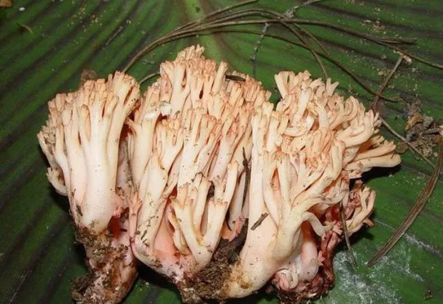 Vào rừng săn đặc sản “chân chuột” có giá hơn nửa triệu/kg - Hình 5 Vao rung san dac san “chan chuot” co gia hon nua trieu/kg-Hinh-5