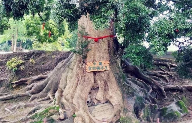 Loại gỗ quý hơn vàng, nhưng tại sao không ai muốn trồng? Loai go quy hon vang, nhung tai sao khong ai muon trong?