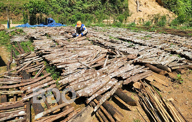 Cây thơm phức dân một xã ở Bình Định trồng bóc vỏ bán Cay thom phuc dan mot xa o Binh Dinh trong boc vo ban