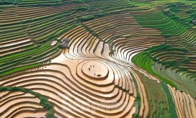 Vẻ đẹp ruộng bậc thang Mù Cang Chải mùa nước đổ Ve dep ruong bac thang Mu Cang Chai mua nuoc do