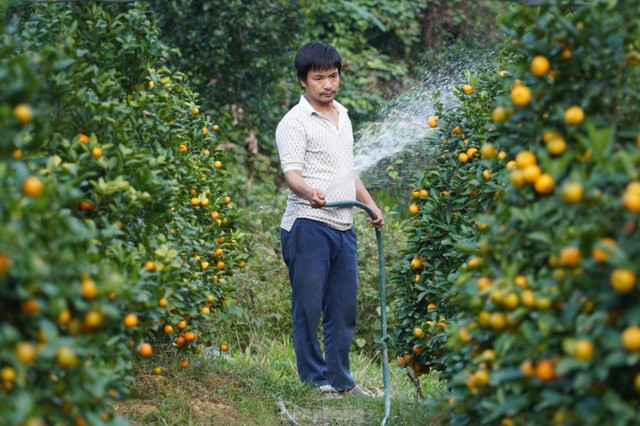 Mê mẩn vườn quất xứ Bắc trồng trên núi Hà Tĩnh - Hình 3 Me man vuon quat xu Bac trong tren nui Ha Tinh-Hinh-3