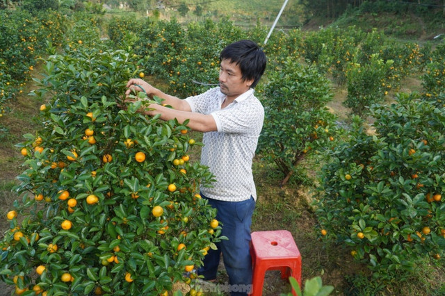 Mê mẩn vườn quất xứ Bắc trồng trên núi Hà Tĩnh - Hình 5 Me man vuon quat xu Bac trong tren nui Ha Tinh-Hinh-5