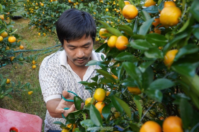 Mê mẩn vườn quất xứ Bắc trồng trên núi Hà Tĩnh - Hình 9 Me man vuon quat xu Bac trong tren nui Ha Tinh-Hinh-9
