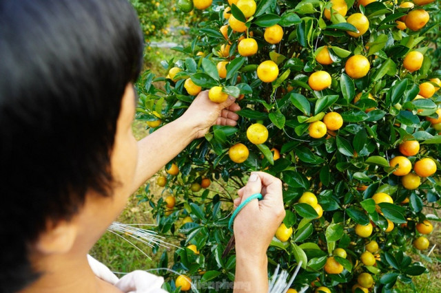 Mê mẩn vườn quất xứ Bắc trồng trên núi Hà Tĩnh - Hình 7 Me man vuon quat xu Bac trong tren nui Ha Tinh-Hinh-7