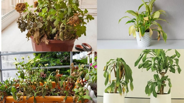 Cây cảnh trong nhà có dấu hiệu này là có điềm, gia chủ nên biết - Hình 2 Cay canh trong nha co dau hieu nay la co diem, gia chu nen biet-Hinh-2