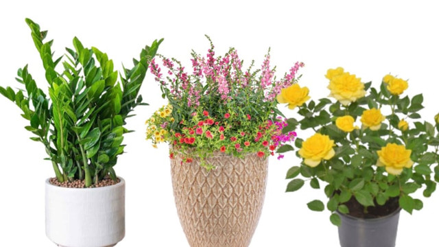 Cây cảnh trong nhà có dấu hiệu này là có điềm, gia chủ nên biết - Hình 3 Cay canh trong nha co dau hieu nay la co diem, gia chu nen biet-Hinh-3