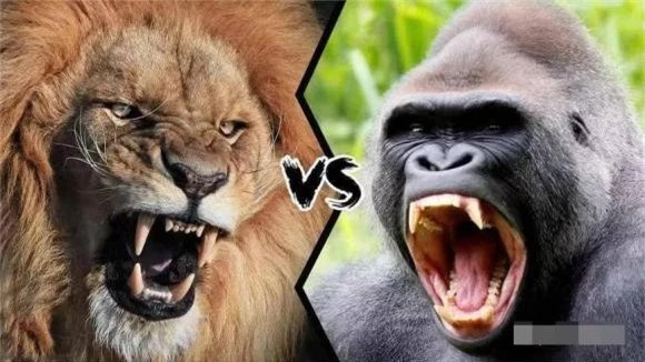 Tại sao hổ và sư tử không ăn thịt khỉ đột? Tai sao ho va su tu khong an thit khi dot?