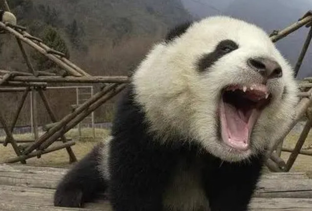 Loài động vật ngay cả sư tử cũng không dám động tới - Hình 2 Loai dong vat ngay ca su tu cung khong dam dong toi-Hinh-2