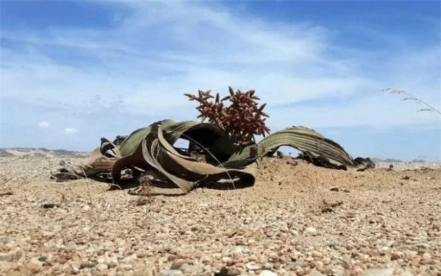 'Bạch tuộc lớn' sa mạc châu Phi tuổi thọ hàng nghìn năm - Hình 2 'Bach tuoc lon' sa mac chau Phi tuoi tho hang nghin nam-Hinh-2