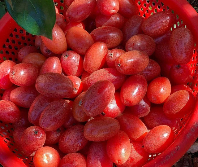 Giật mình giá nhót chín tại HN, chị em chỉ dám mua vài lạng - Hình 3 Giat minh gia nhot chin tai HN, chi em chi dam mua vai lang-Hinh-3