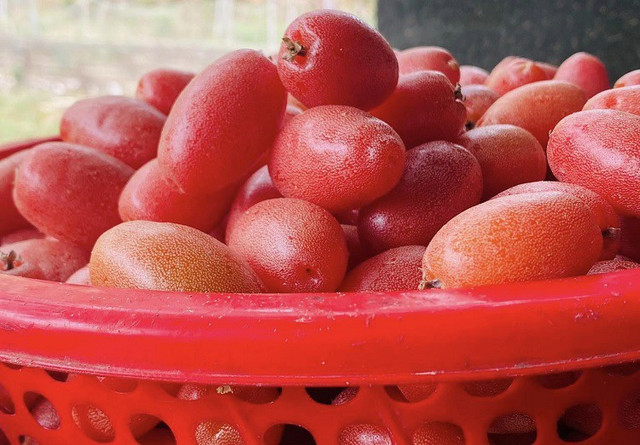 Giật mình giá nhót chín tại HN, chị em chỉ dám mua vài lạng - Hình 4 Giat minh gia nhot chin tai HN, chi em chi dam mua vai lang-Hinh-4