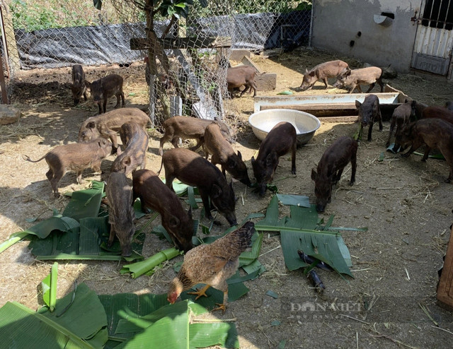 Nuôi heo rừng lai, chàng trai Lâm Đồng thu 250 triệu/ năm Nuoi heo rung lai, chang trai Lam Dong thu 250 trieu/ nam