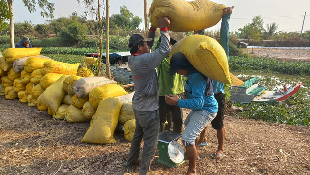 Trồng lúa sau vài tháng nông dân Long An lãi hơn 30 triệu /ha Trong lua sau vai thang nong dan Long An lai hon 30 trieu /ha