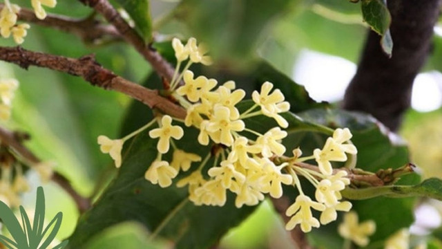 Trồng cây này trước nhà hút tài lộc vừa giúp tăng cường sức khỏe Trong cay nay truoc nha hut tai loc vua giup tang cuong suc khoe