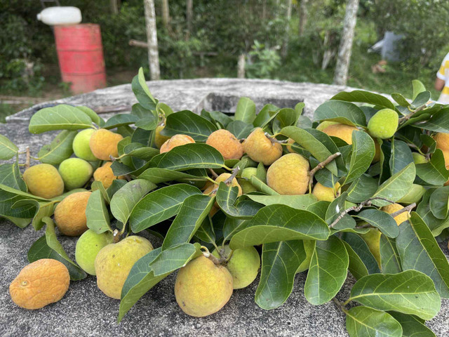 Loại quả xưa không ai bán, nay thành đặc sản giá 50.000 đồng/kg - Hình 2 Loai qua xua khong ai ban, nay thanh dac san gia 50.000 dong/kg-Hinh-2