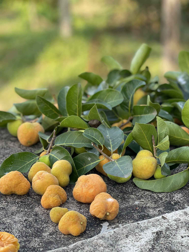 Loại quả xưa không ai bán, nay thành đặc sản giá 50.000 đồng/kg - Hình 3 Loai qua xua khong ai ban, nay thanh dac san gia 50.000 dong/kg-Hinh-3