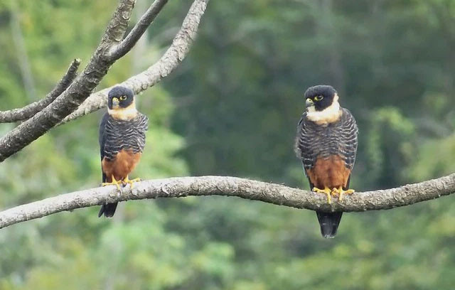 Với mãnh thú, con đực to hơn con cái, loài chim ăn thịt thì ngược lại Voi manh thu, con duc to hon con cai, loai chim an thit thi nguoc lai