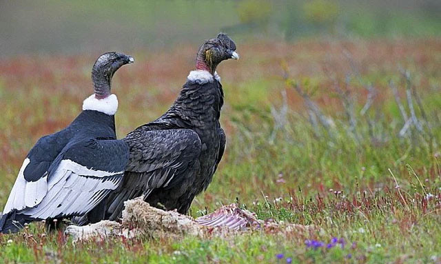 Với mãnh thú, con đực to hơn con cái, loài chim ăn thịt thì ngược lại - Hình 2 Voi manh thu, con duc to hon con cai, loai chim an thit thi nguoc lai-Hinh-2
