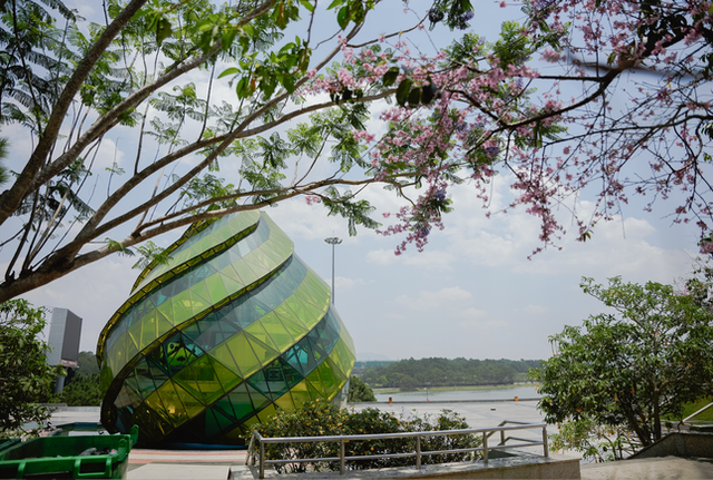 Kỳ lạ hoa mai anh đào rực rỡ nở trái mùa ở Đà Lạt - Hình 4 Ky la hoa mai anh dao ruc ro no trai mua o Da Lat-Hinh-4