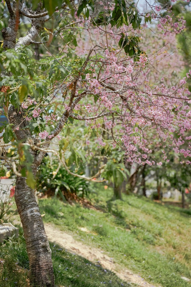 Kỳ lạ hoa mai anh đào rực rỡ nở trái mùa ở Đà Lạt - Hình 2 Ky la hoa mai anh dao ruc ro no trai mua o Da Lat-Hinh-2