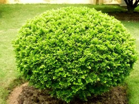Trồng cây hoa ngâu trước nhà, theo phong thủy tốt hay không? - Hình 2 Trong cay hoa ngau truoc nha, theo phong thuy tot hay khong?-Hinh-2