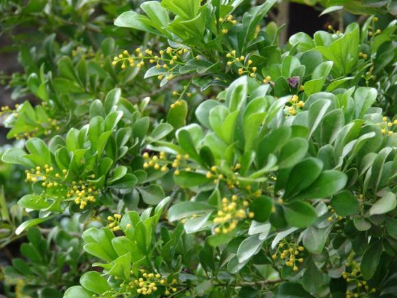 Trồng cây hoa ngâu trước nhà, theo phong thủy tốt hay không? - Hình 3 Trong cay hoa ngau truoc nha, theo phong thuy tot hay khong?-Hinh-3