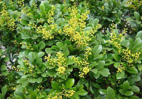 Trồng cây hoa ngâu trước nhà, theo phong thủy tốt hay không? Trong cay hoa ngau truoc nha, theo phong thuy tot hay khong?