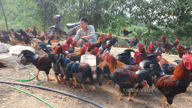Về quê nuôi gà Mía thả đồi, 8X Hòa Bình thu hàng trăm triệu/năm - Hình 2 Ve que nuoi ga Mia tha doi, 8X Hoa Binh thu hang tram trieu/nam-Hinh-2
