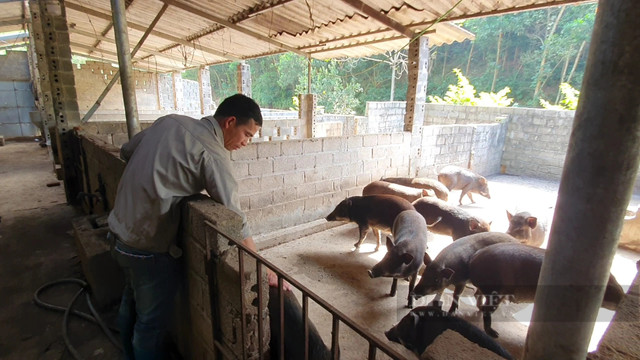 Về quê nuôi gà Mía thả đồi, 8X Hòa Bình thu hàng trăm triệu/năm - Hình 4 Ve que nuoi ga Mia tha doi, 8X Hoa Binh thu hang tram trieu/nam-Hinh-4