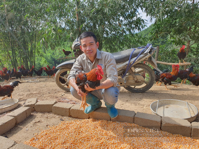 Về quê nuôi gà Mía thả đồi, 8X Hòa Bình thu hàng trăm triệu/năm - Hình 3 Ve que nuoi ga Mia tha doi, 8X Hoa Binh thu hang tram trieu/nam-Hinh-3