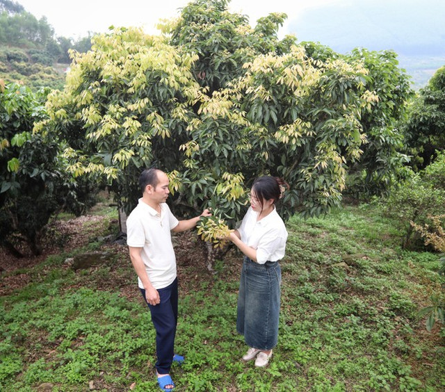 Vải thiều mất mùa giá cao, kẻ khóc, người cười - Hình 3 Vai thieu mat mua gia cao, ke khoc, nguoi cuoi-Hinh-3