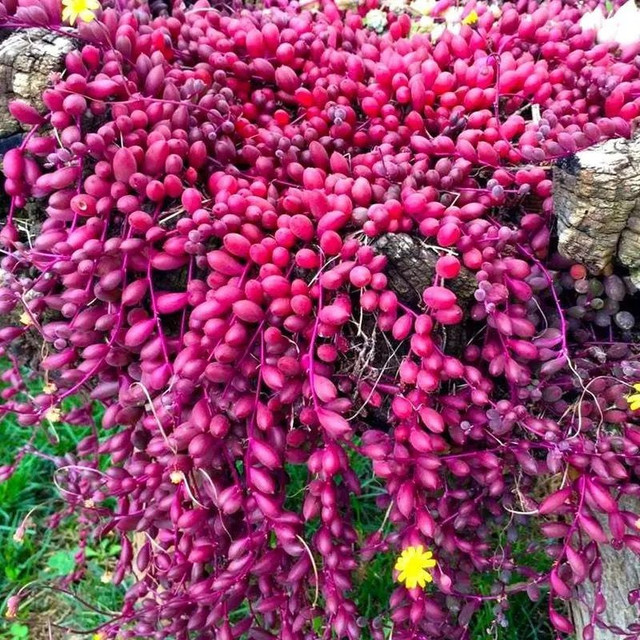 Cây cảnh may mắn, như treo bùa chiêu tài, gọi lộc trong nhà - Hình 3 Cay canh may man, nhu treo bua chieu tai, goi loc trong nha-Hinh-3