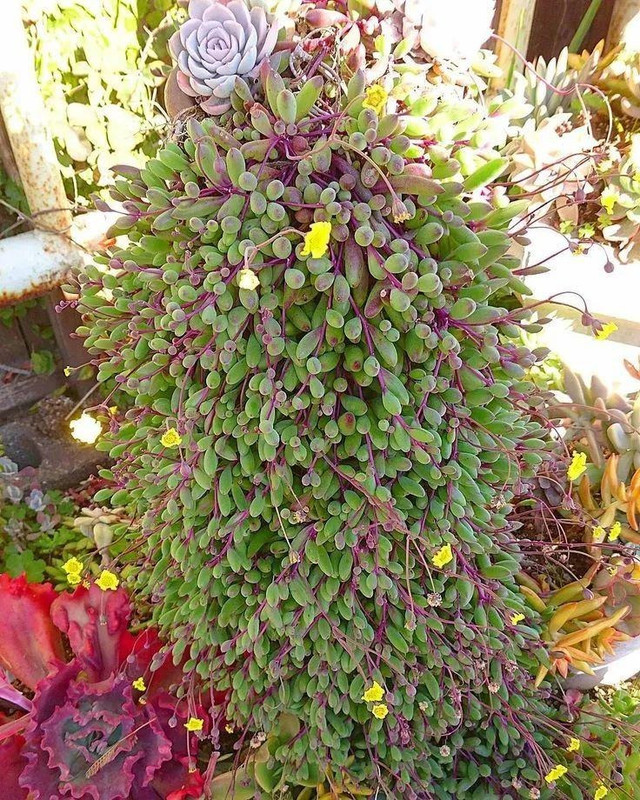 Cây cảnh may mắn, như treo bùa chiêu tài, gọi lộc trong nhà - Hình 11 Cay canh may man, nhu treo bua chieu tai, goi loc trong nha-Hinh-11