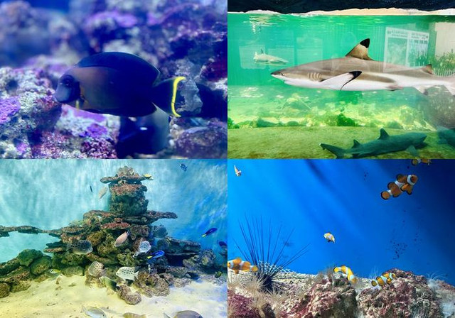 Chơi gì, ăn ở đâu khi du lịch Nha Trang? - Hình 3 Choi gi, an o dau khi du lich Nha Trang?-Hinh-3