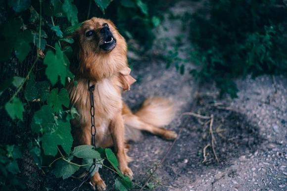 Chó sủa liên hồi trong đêm là điềm gì? - Hình 3 Cho sua lien hoi trong dem la diem gi?-Hinh-3