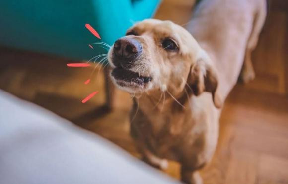 Chó sủa liên hồi trong đêm là điềm gì? - Hình 2 Cho sua lien hoi trong dem la diem gi?-Hinh-2