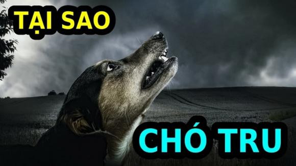 Chó sủa liên hồi trong đêm là điềm gì? Cho sua lien hoi trong dem la diem gi?