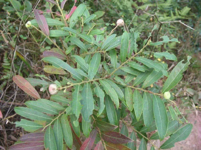 Loại quả chỉ bé bằng đầu ngón tay giá gần 400.000 đồng/kg - Hình 4 Loai qua chi be bang dau ngon tay gia gan 400.000 dong/kg-Hinh-4