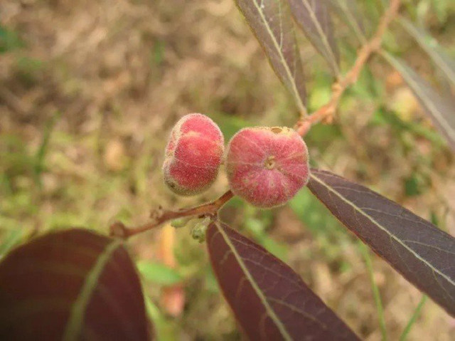 Loại quả chỉ bé bằng đầu ngón tay giá gần 400.000 đồng/kg - Hình 3 Loai qua chi be bang dau ngon tay gia gan 400.000 dong/kg-Hinh-3