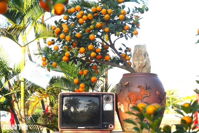 Làng quất cảnh Cẩm Hà được công nhận làng nghề truyền thống - Hình 3 Lang quat canh Cam Ha duoc cong nhan lang nghe truyen thong-Hinh-3