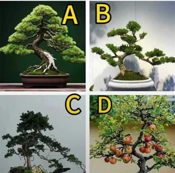 Chọn một cái cây, kiểm tra khía cạnh nào của bạn là người chiến thắng Chon mot cai cay, kiem tra khia canh nao cua ban la nguoi chien thang