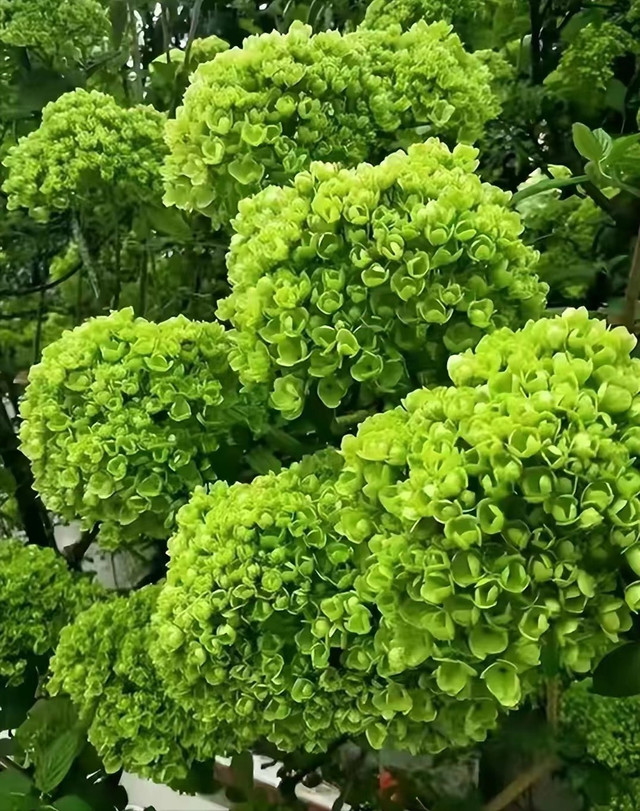 Trồng 6 cây cảnh lãi hơn mua vàng, mang tới phước lành - Hình 17 Trong 6 cay canh lai hon mua vang, mang toi phuoc lanh-Hinh-17